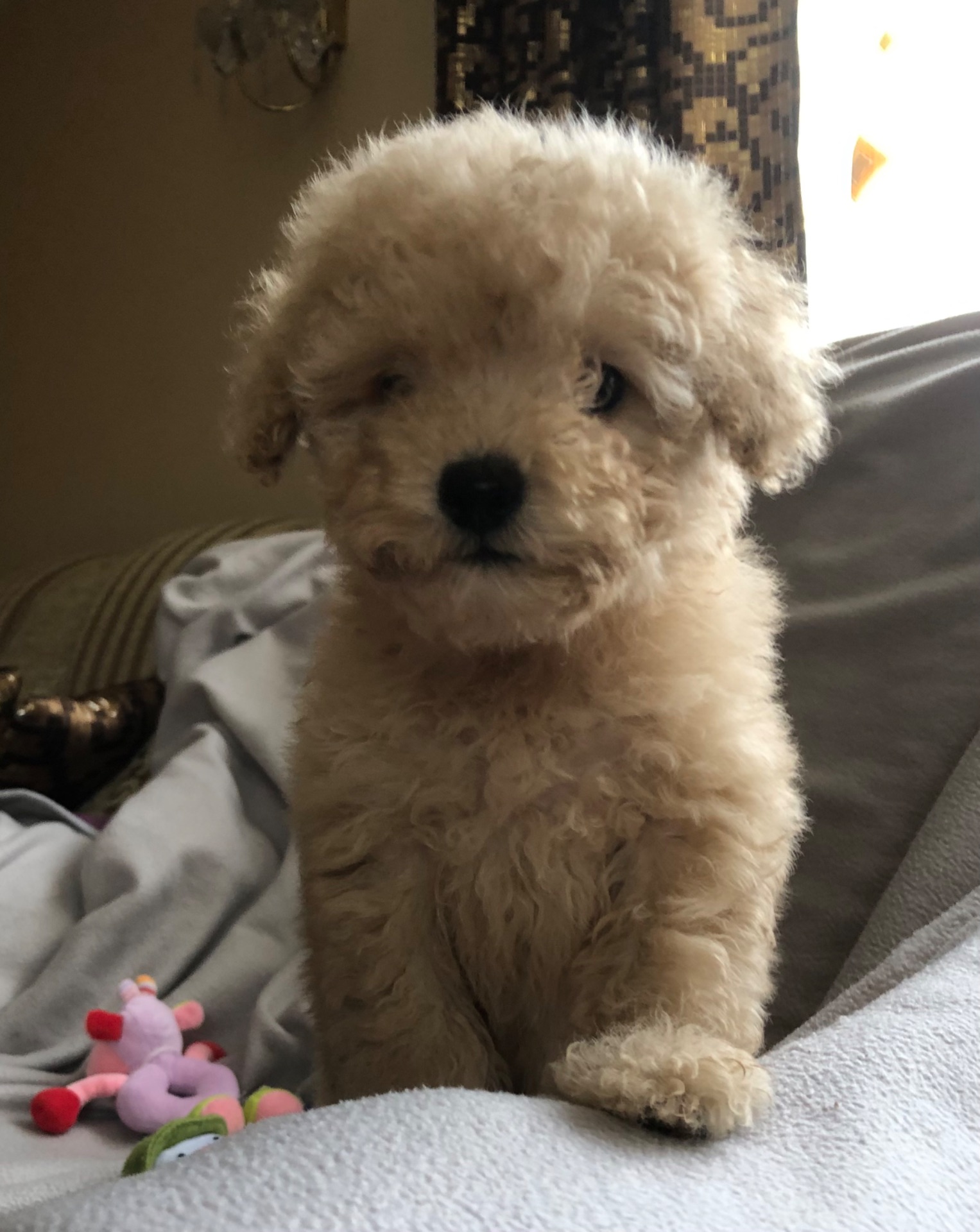 Дівчинка мальтіпу