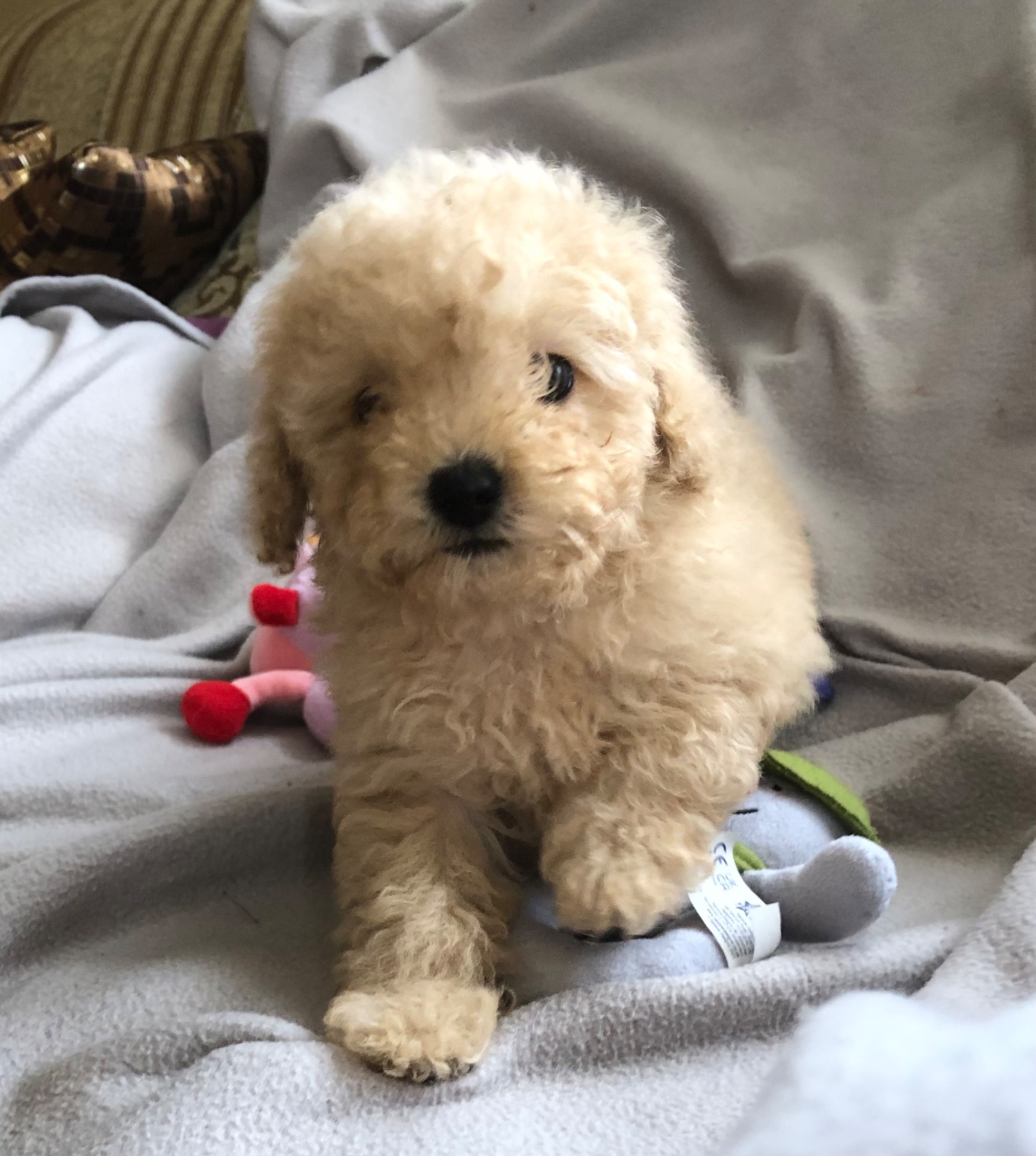 Дівчинка мальтіпу