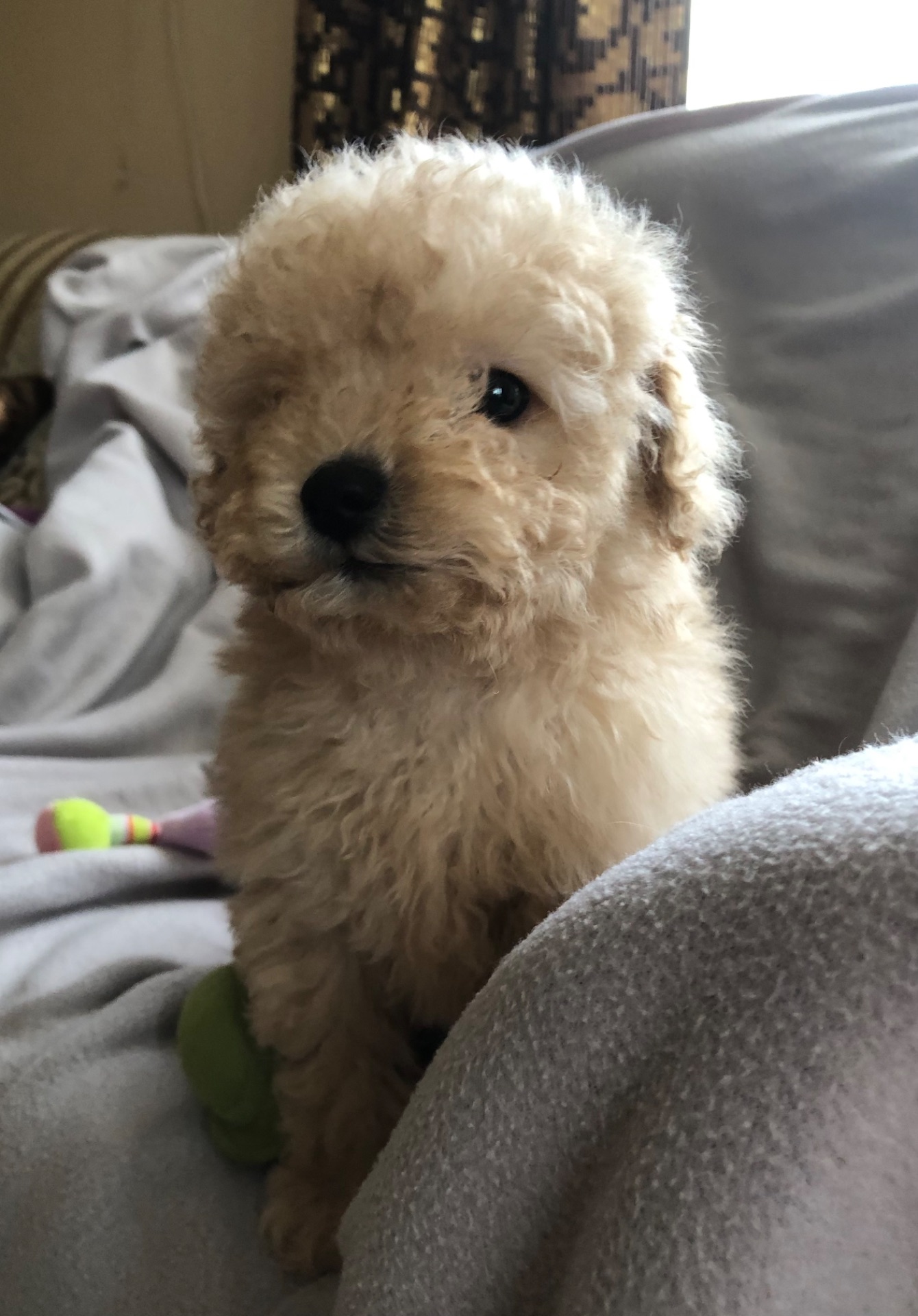 Дівчинка мальтіпу