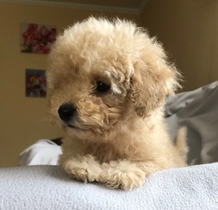 Дівчинка мальтіпу