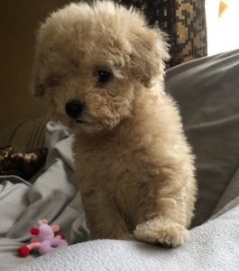 Дівчинка мальтіпу