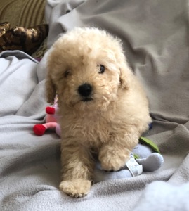 Дівчинка мальтіпу