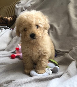 Дівчинка мальтіпу