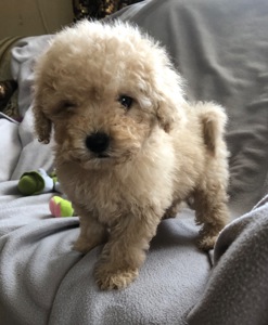 Дівчинка мальтіпу