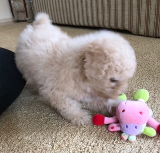 Дівчинка мальтіпу