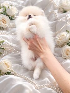 Найгарнiша красуня!