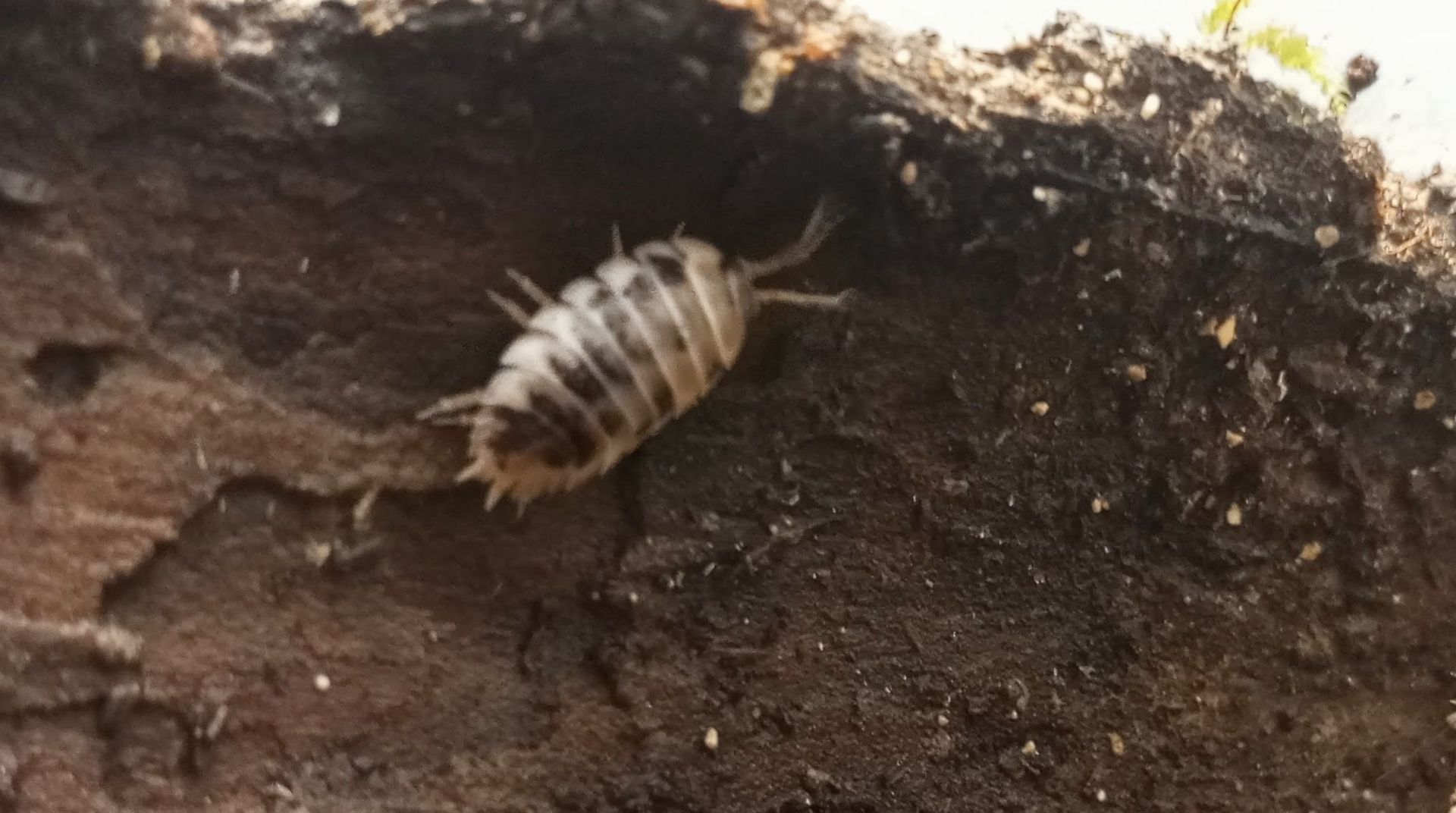 Мокрички -корівки. оранжеві, білі, плямисті