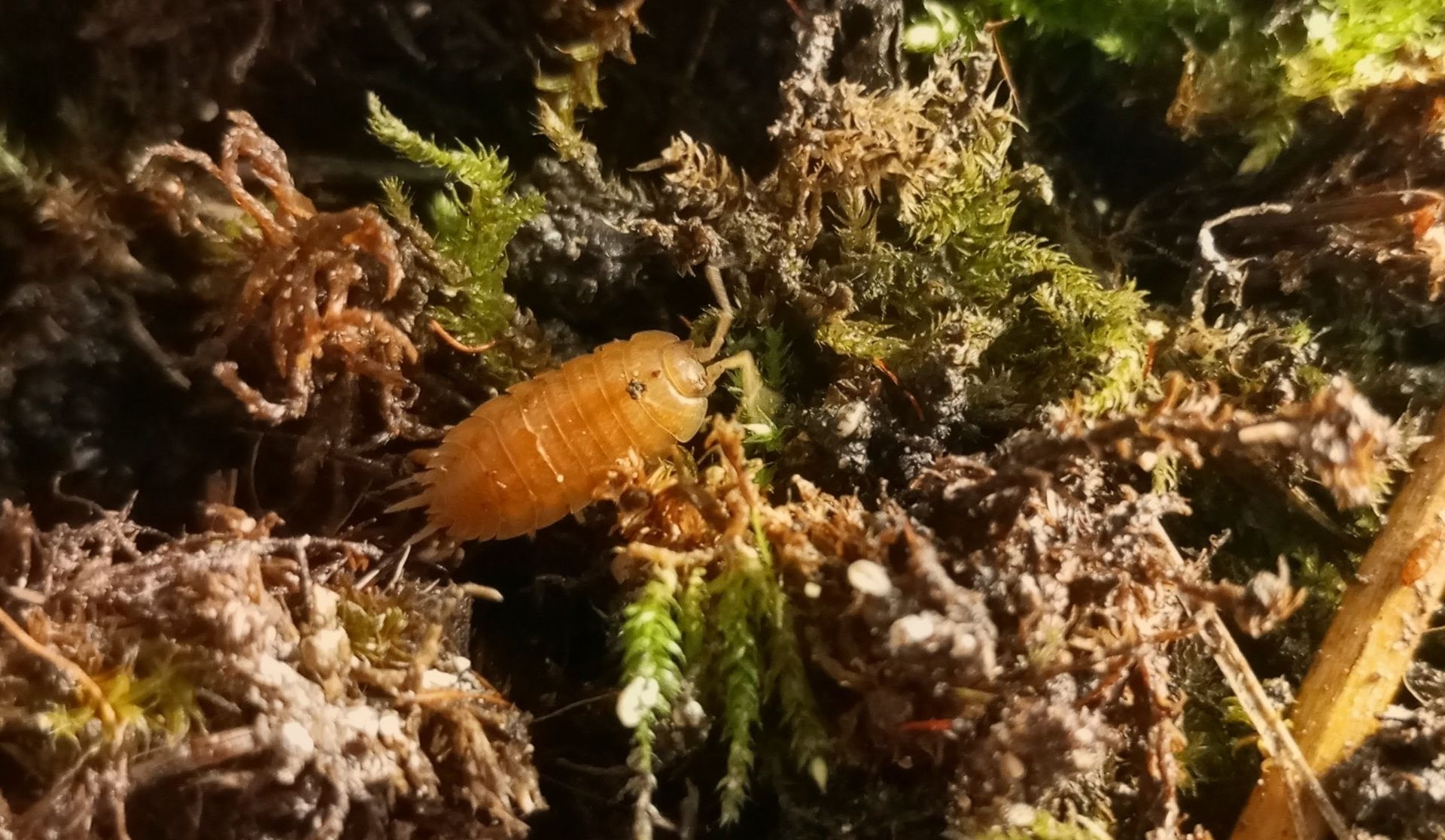 Мокрички -корівки. оранжеві, білі, плямисті