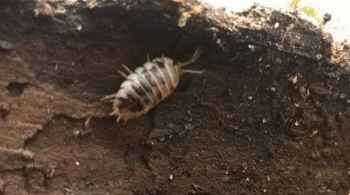 Мокрички -корівки. оранжеві, білі, плямисті