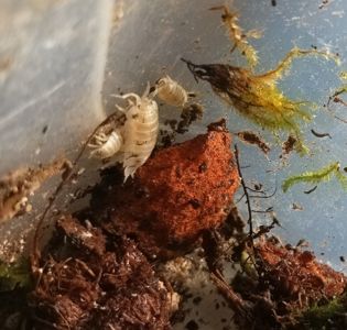 Мокрички -корівки. оранжеві, білі, плямисті