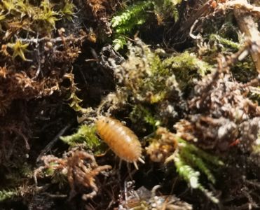 Мокрички -корівки. оранжеві, білі, плямисті