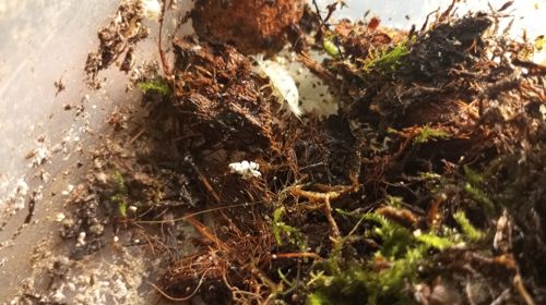 Мокрички -корівки. оранжеві, білі, плямисті