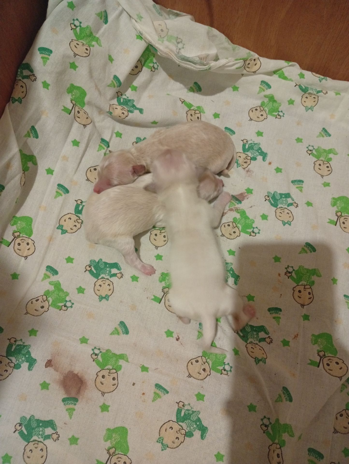 Пропонуємо до бронювання мальтипу Ф1