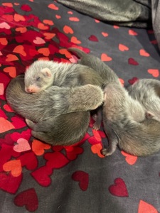 Малюки фретки, тхорики