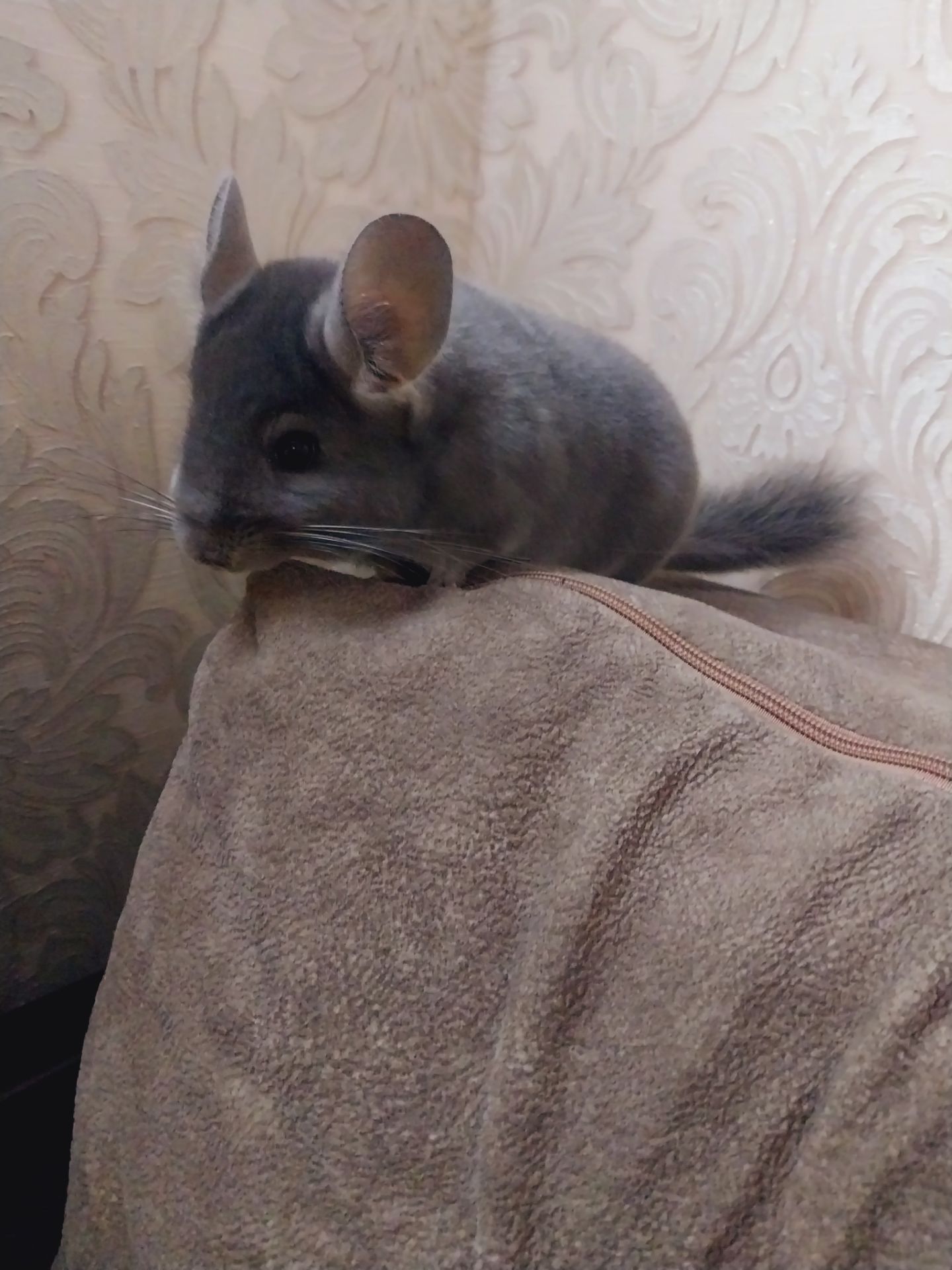 Шиншилла дівчинка, 5 місяців