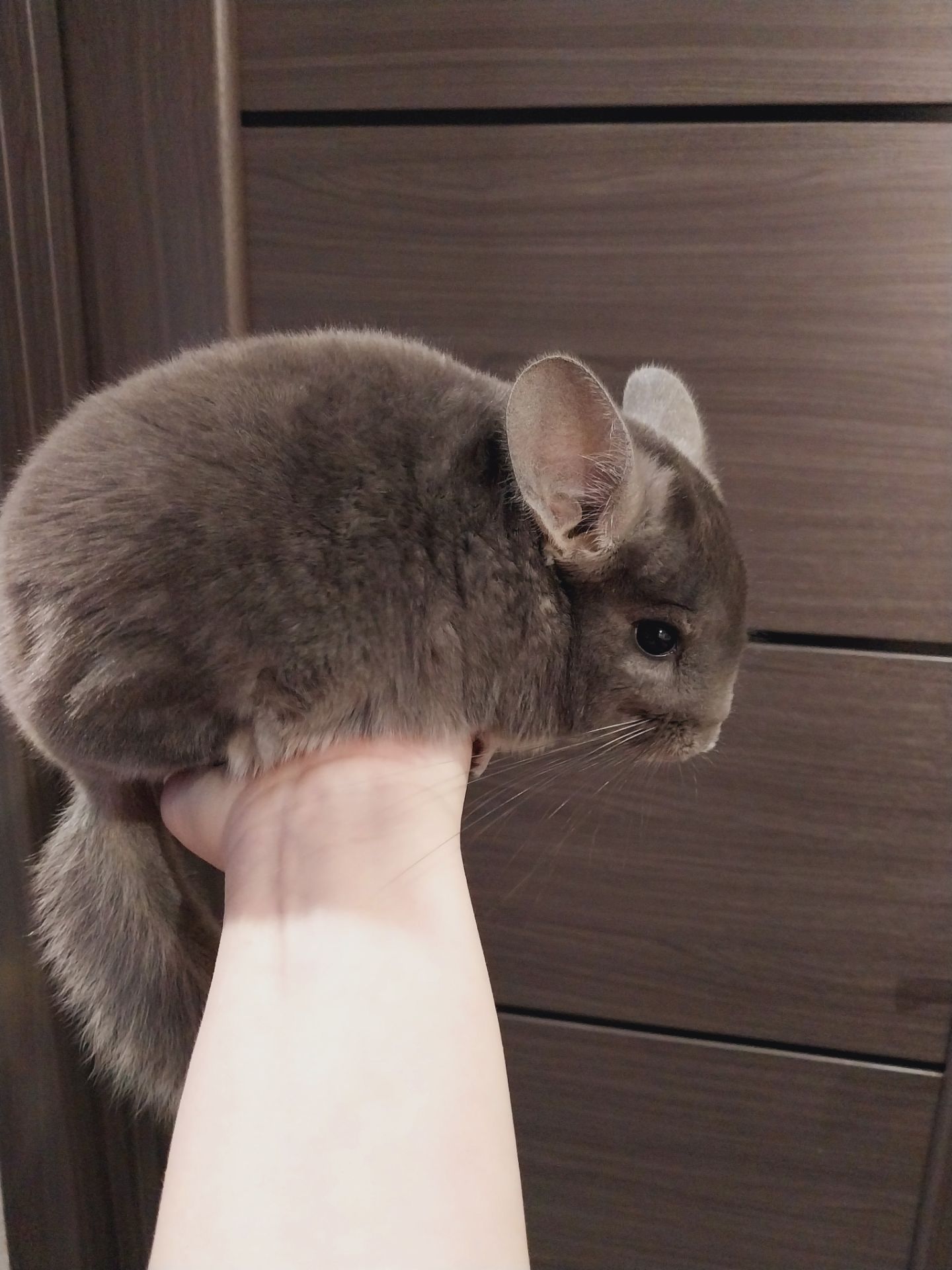 Шиншилла дівчинка, 5 місяців