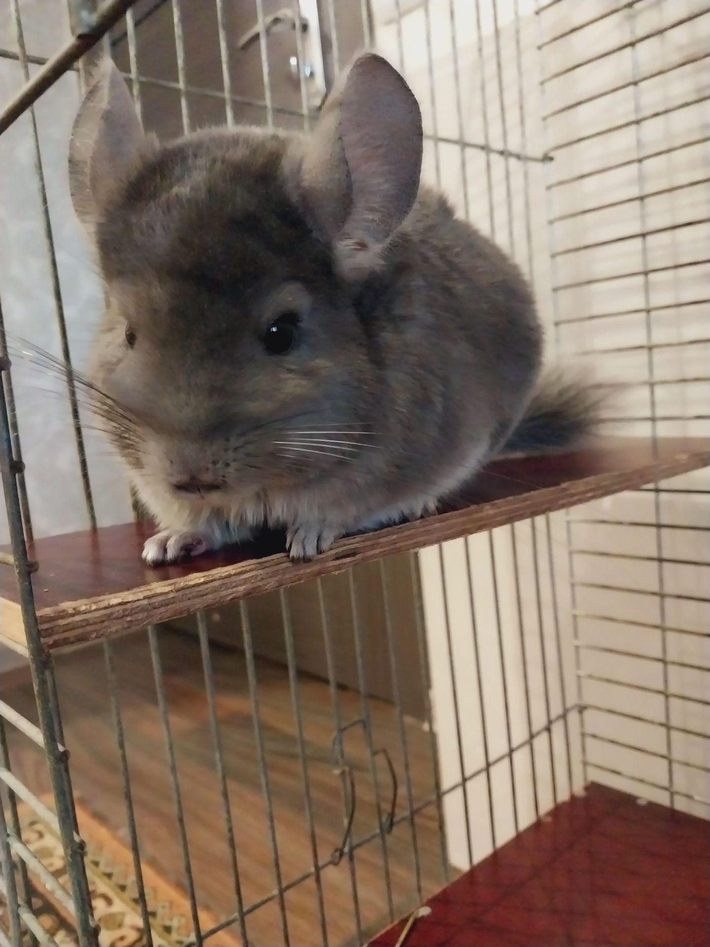 Шиншилла дівчинка, 5 місяців