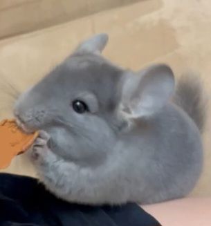 Шиншилла дівчинка, 5 місяців