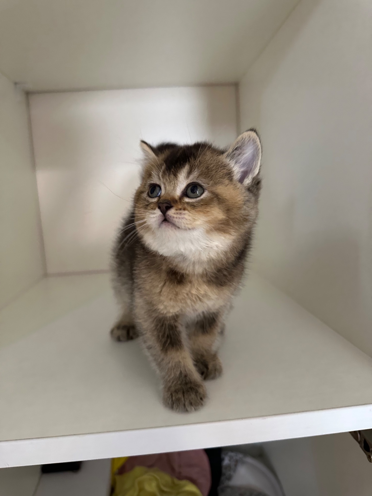 Котята шотландские прямоухие