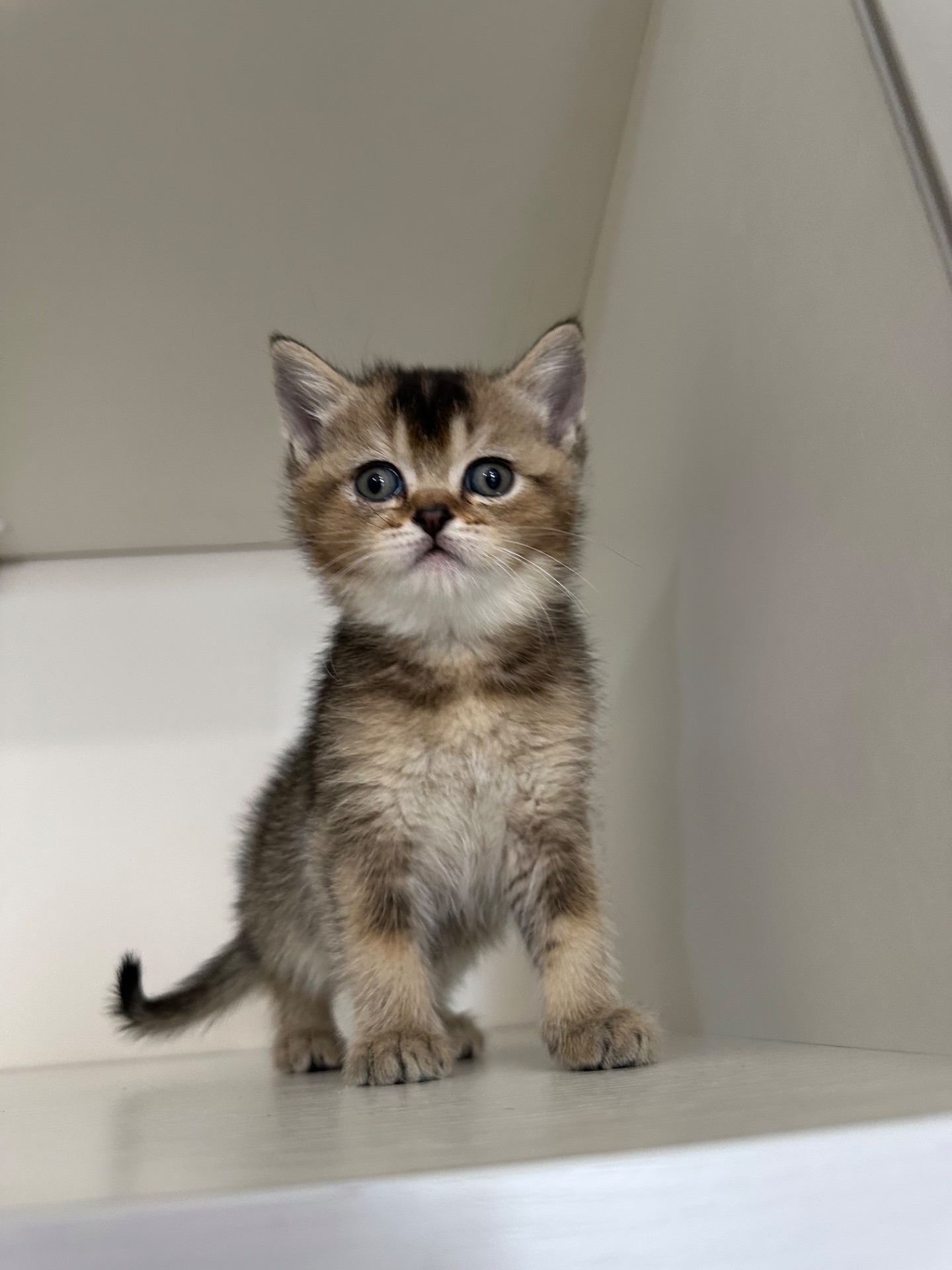 Котята шотландские прямоухие