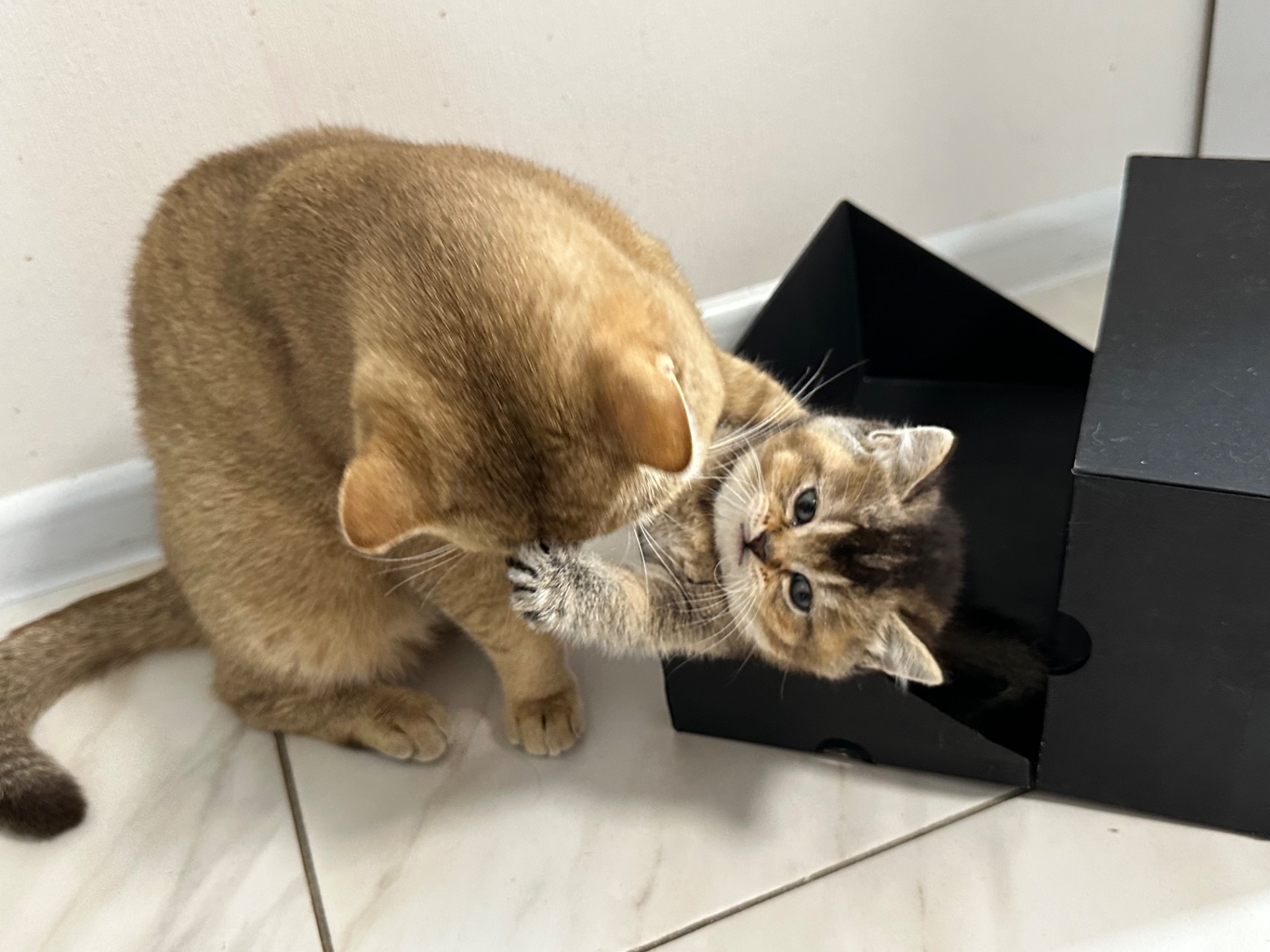 Котята шотландские прямоухие