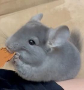 Шиншилла дівчинка, 5 місяців