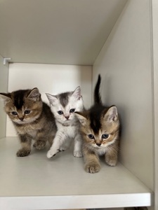 Котята шотландские прямоухие