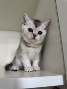 Котята шотландские прямоухие