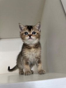 Котята шотландские прямоухие