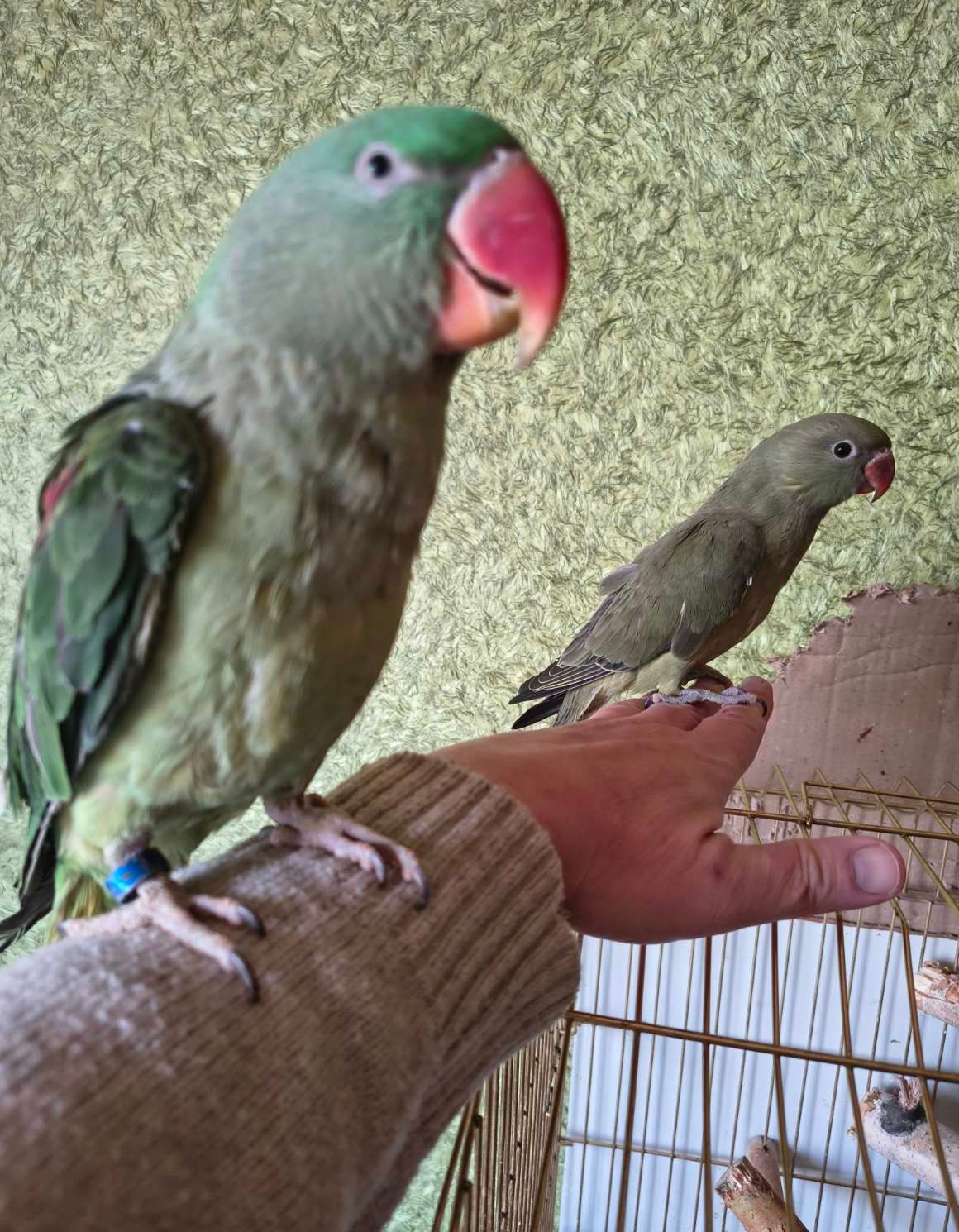 Ожереловый попугай 🦜