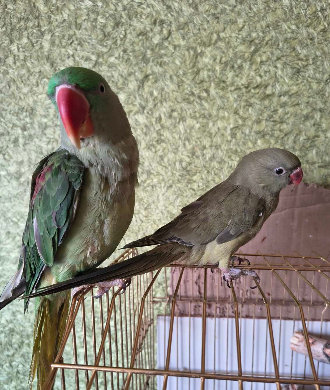 Ожереловый попугай 🦜