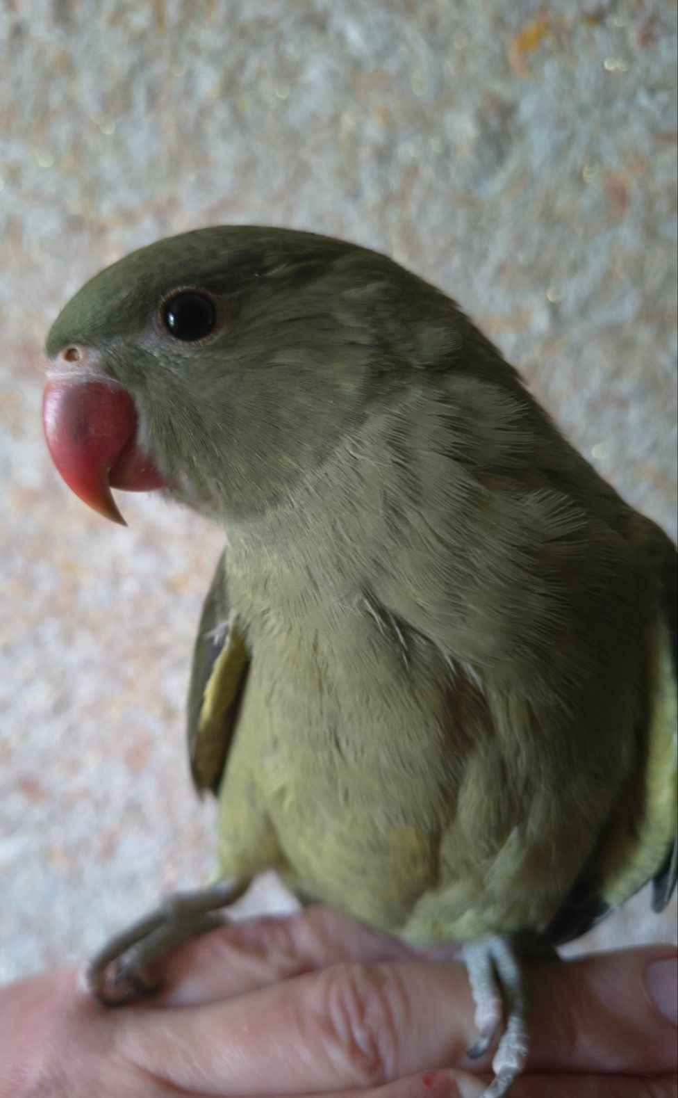 Ожереловый попугай 🦜