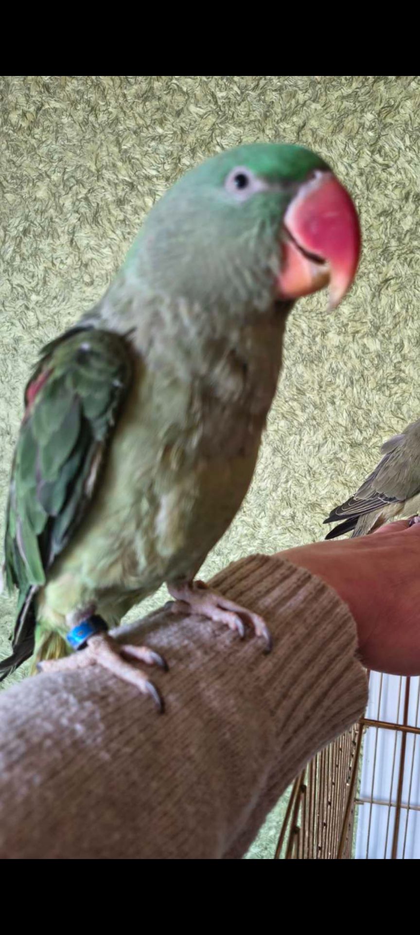 Ожереловый попугай 🦜