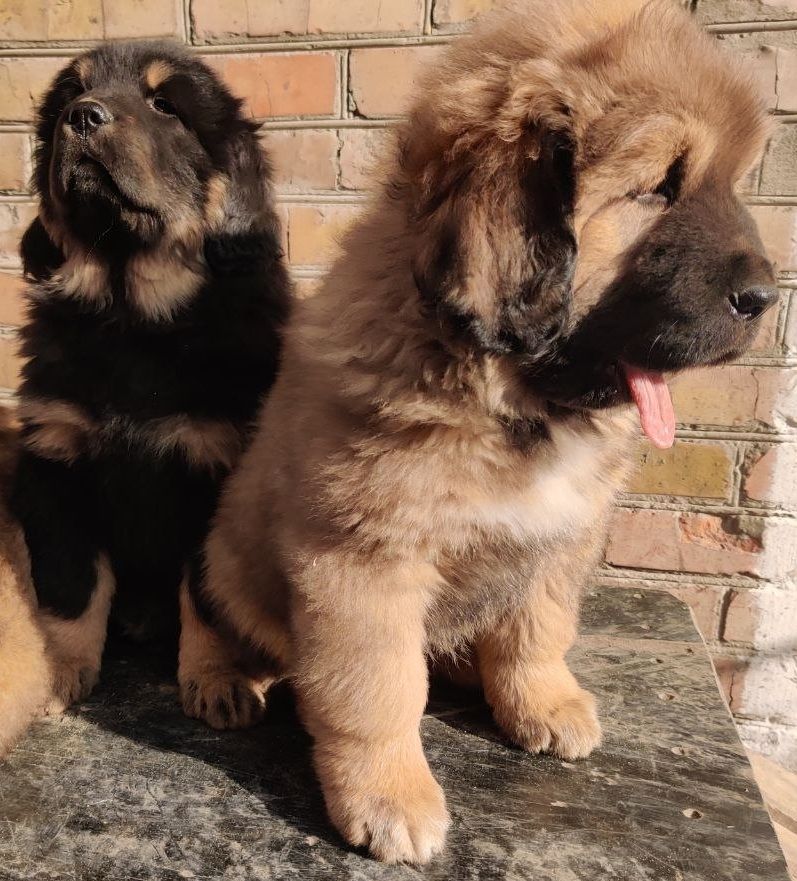 Цуценята тибетського мастифа