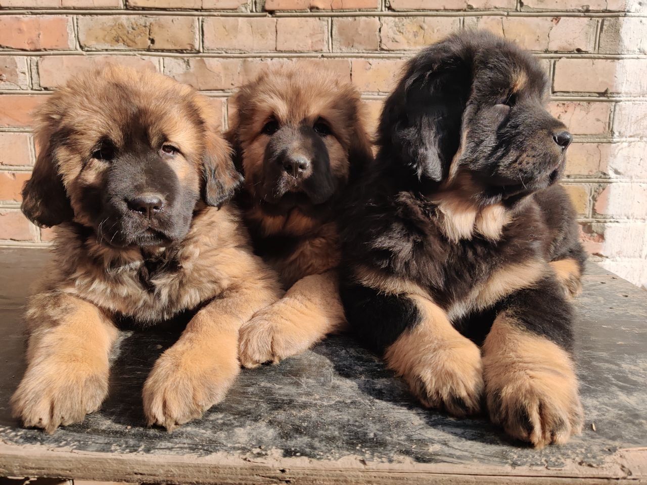 Цуценята тибетського мастифа