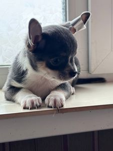 хлопчик чихуахуа шукає родину!