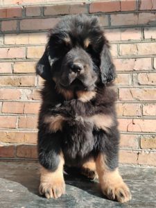 Цуценята тибетського мастифа