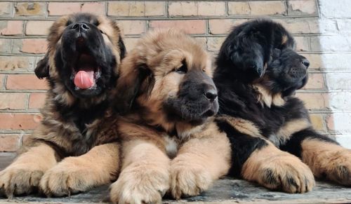 Цуценята тибетського мастифа
