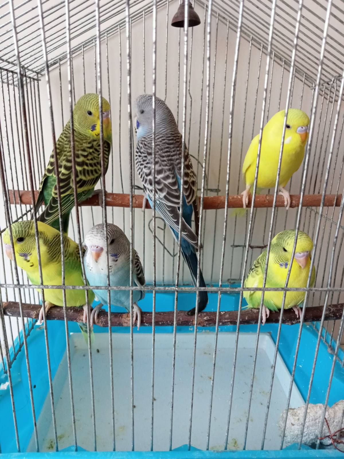 Хвилясті папуги