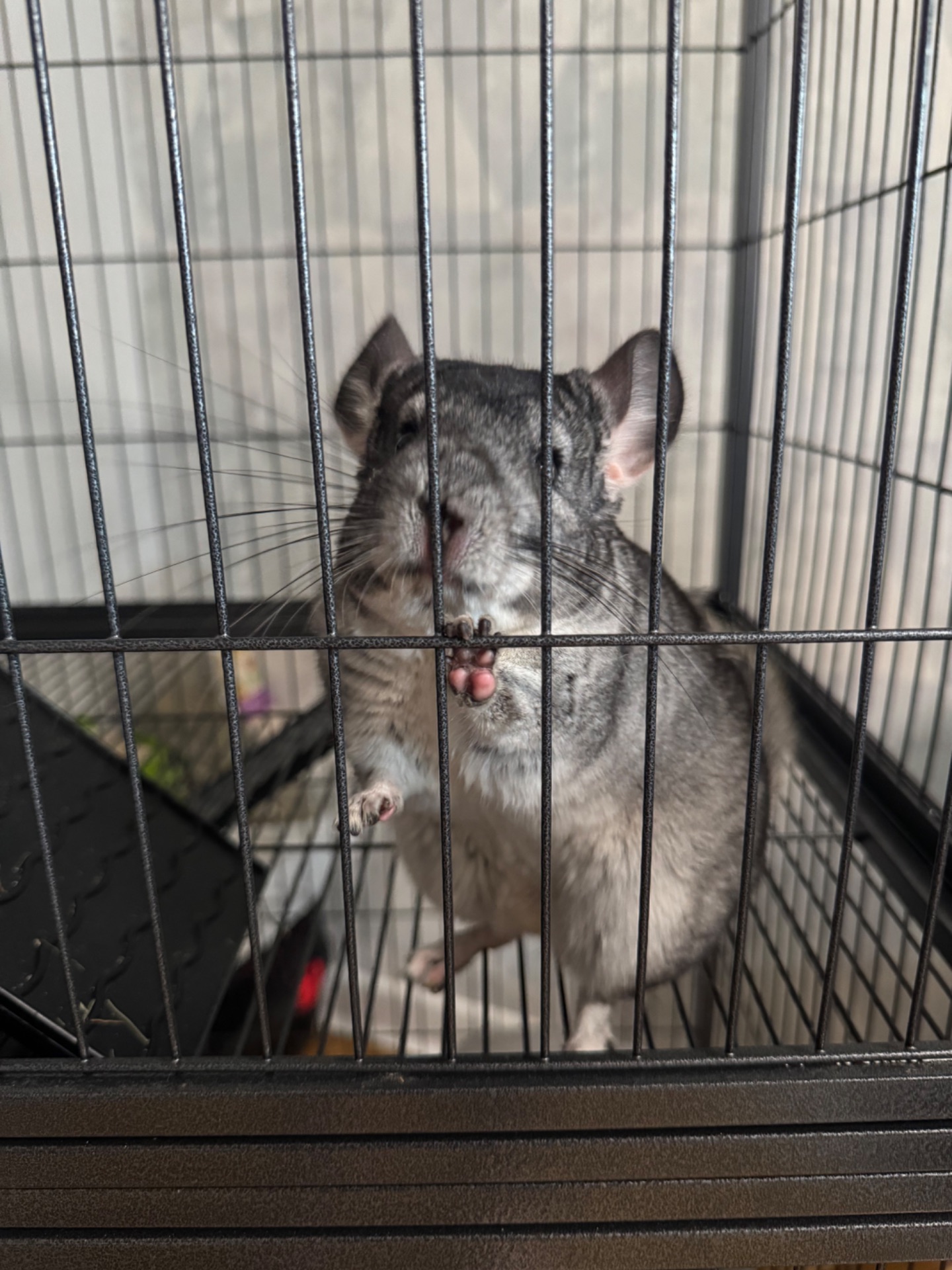 Шиншила дівчинка