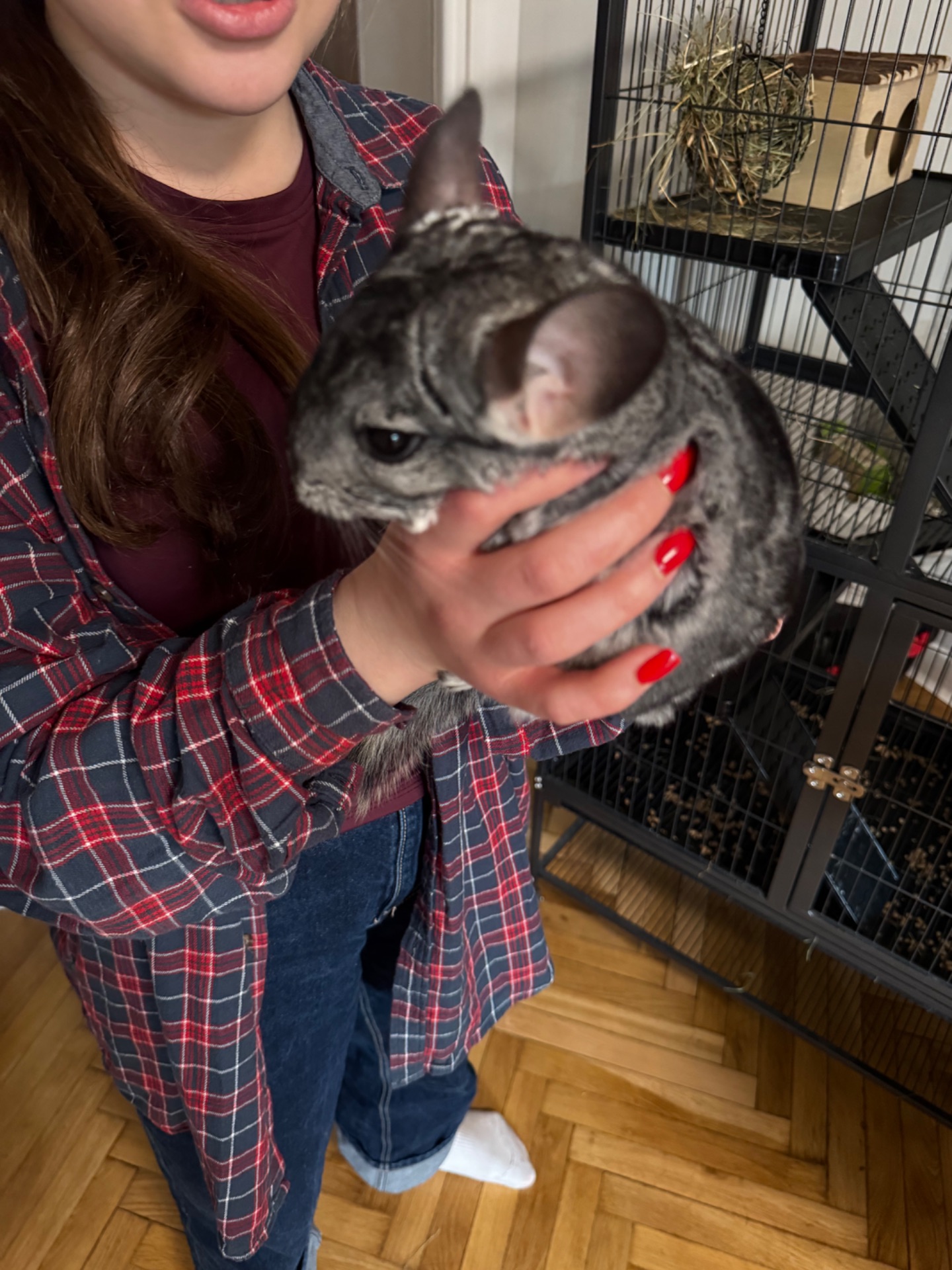 Шиншила дівчинка