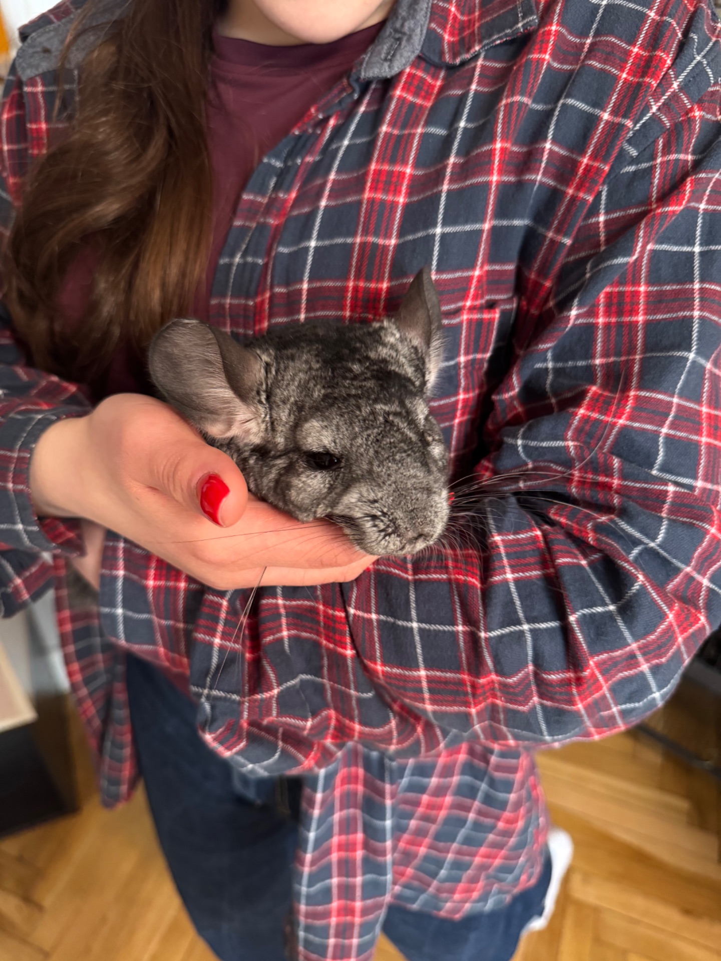 Шиншила дівчинка