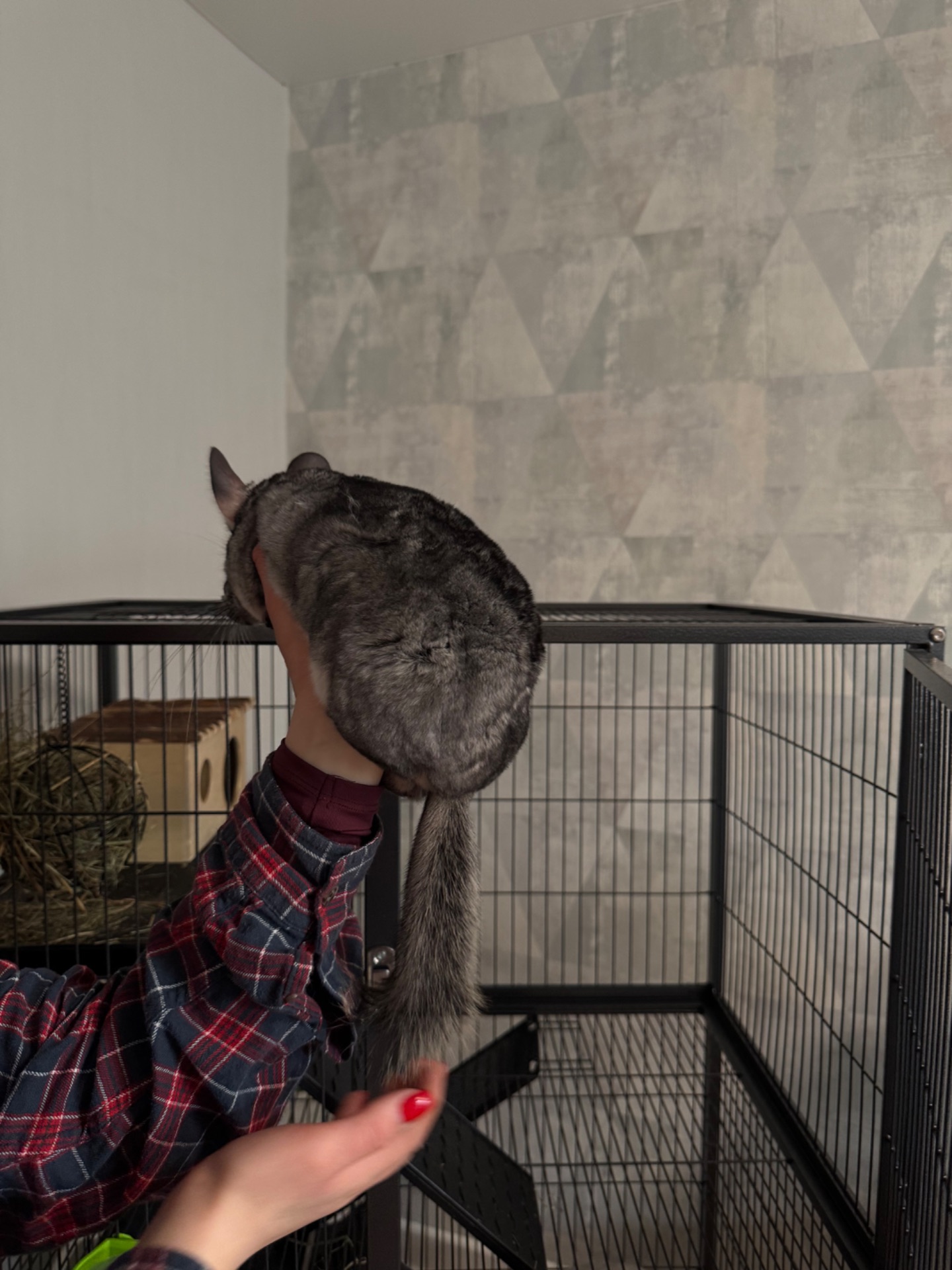 Шиншила дівчинка