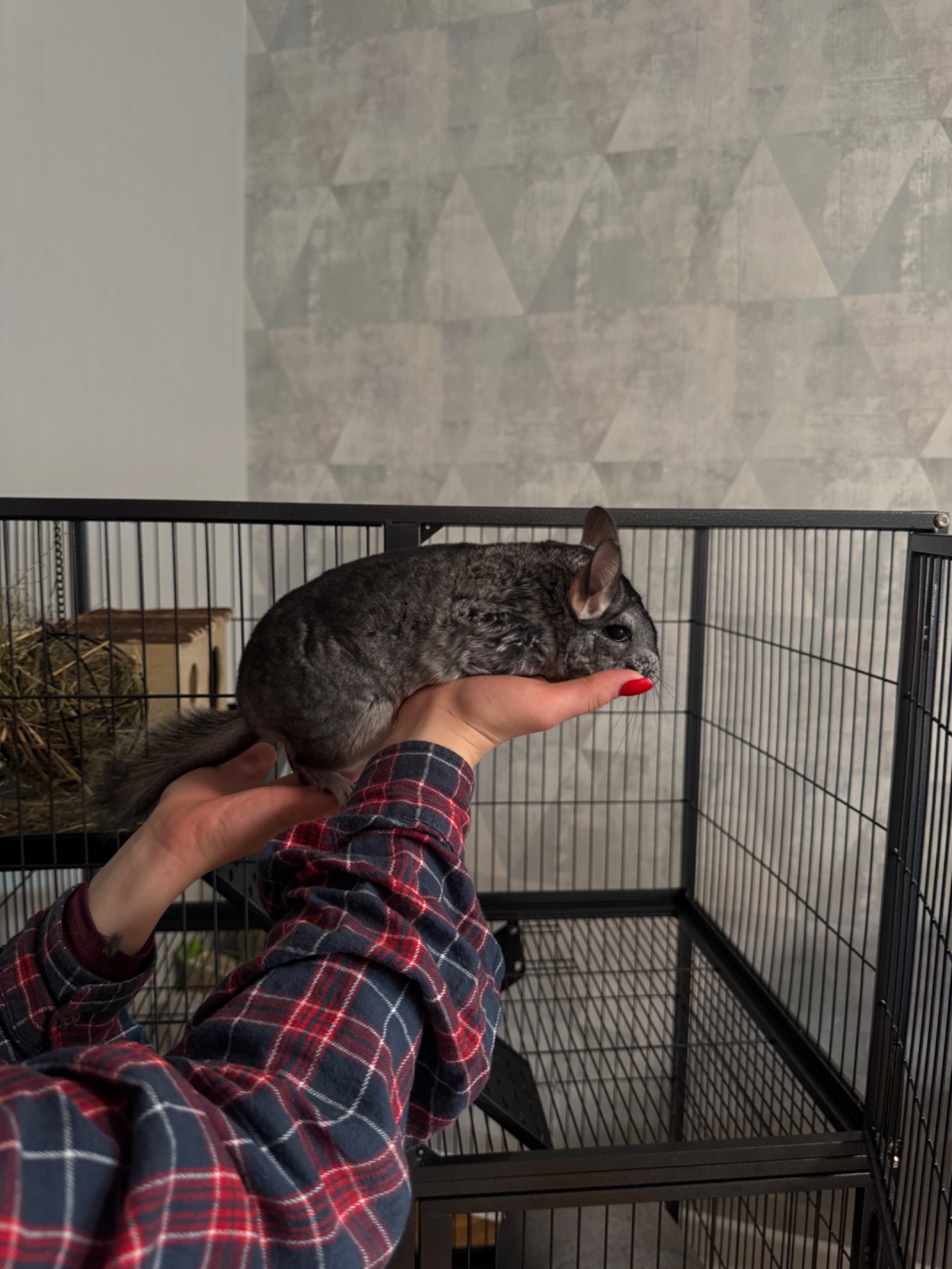 Шиншила дівчинка