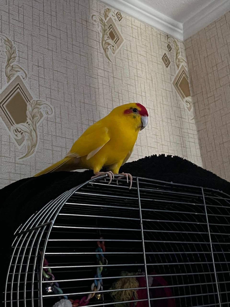 Віддамо папугу какаріка в добрі руки