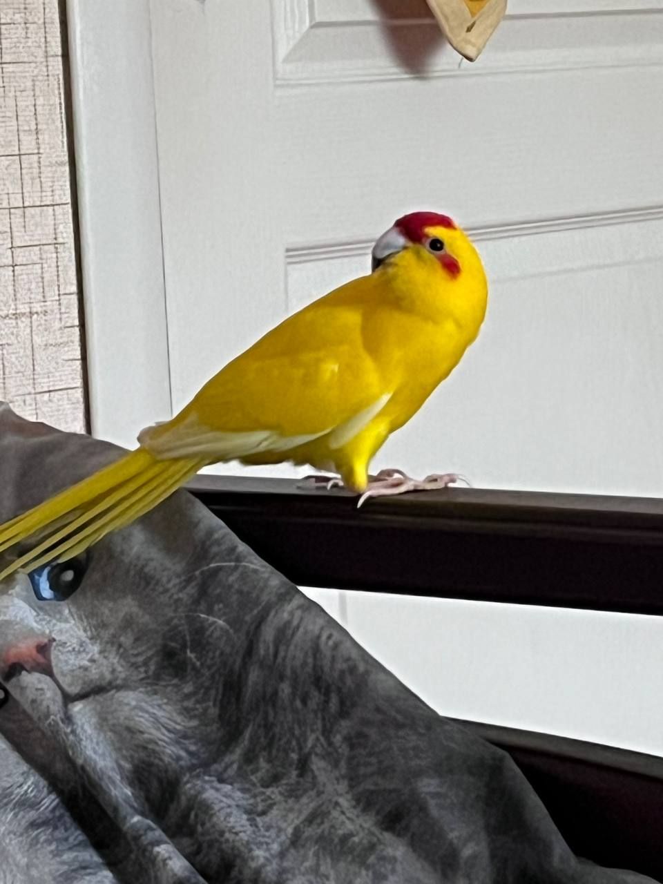 Віддамо папугу какаріка в добрі руки