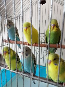 Хвилясті папуги