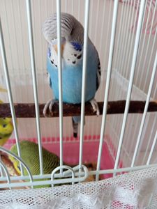 Хвилясті папуги