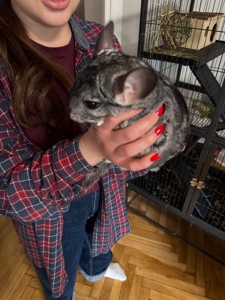 Шиншила дівчинка