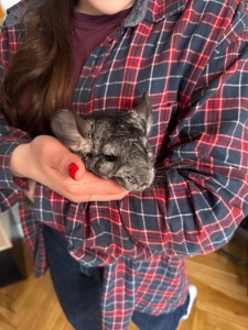 Шиншила дівчинка